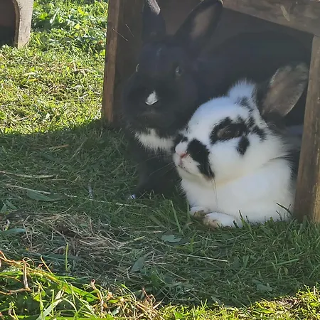 Wendelhof Lejlighed *