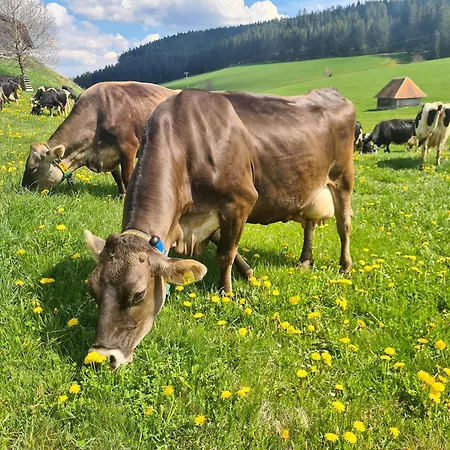 Wendelhof Lejlighed Eisenbach (Breisgau-Hochschwarzwald)
